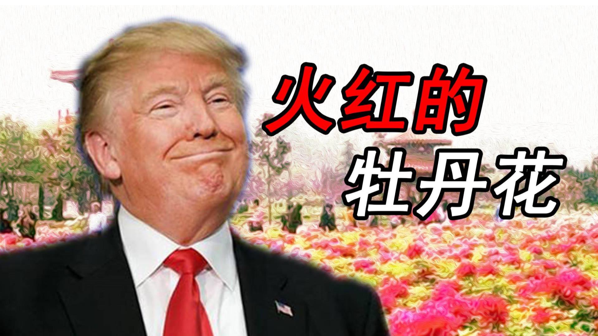 【川普】 火红的牡丹花(火红的撒日朗)